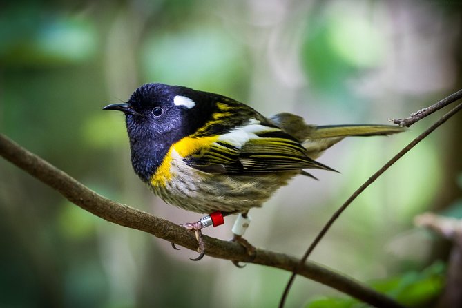 Small Group Daytime 2-Hour Eco Wildlife Tour at Zealandia - Directions and Logistics