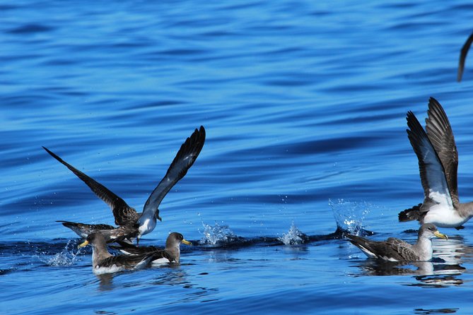 Small-Group Dolphin and Whale Watching in Tenerife With Biologist (Mar ) - Common questions