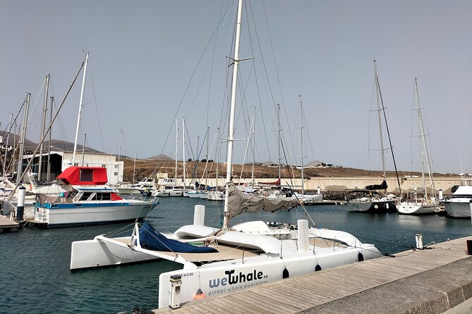 Small Group Dolphin Sunset Tour on Electric Catamaran Lanzarote - Reviews and Ratings