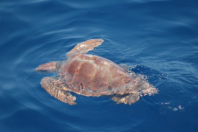 Small Group Excursion Whales and Dolphin Watching Los Gigantes - Directions