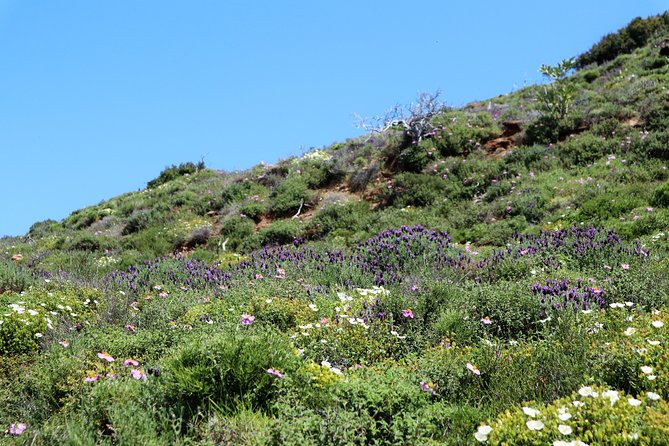 Small-Group Guided Hiking Tour in Andros With Picnic on the Beach - Pricing Information