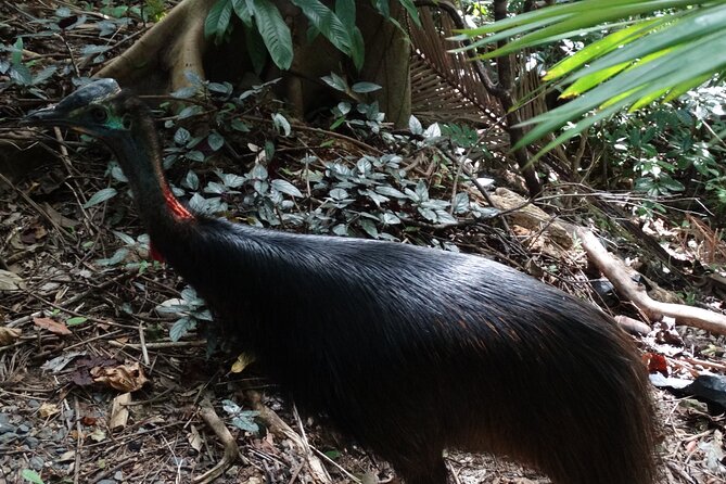 Small-Group Trekking Experience in Daintree National Park - Tour Group Size Limit