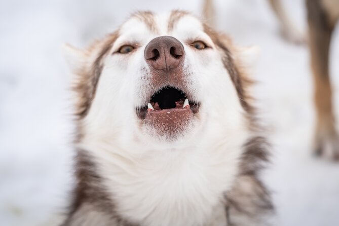 Small-Group Wilderness Husky Sledding 2h Away From Tromsø - Need Assistance? Contact Viator