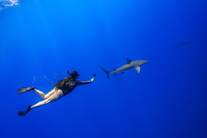 Snorkel and Dive With Sharks in Hawaii With One Ocean Diving - Safety Instructions and Data Collection