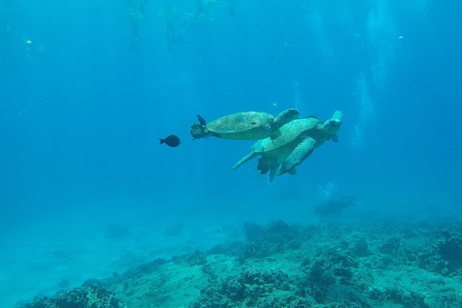 Snorkel & Swim With Turtles! Minutes From Waikiki - Directions to Kewalo Basin Harbor