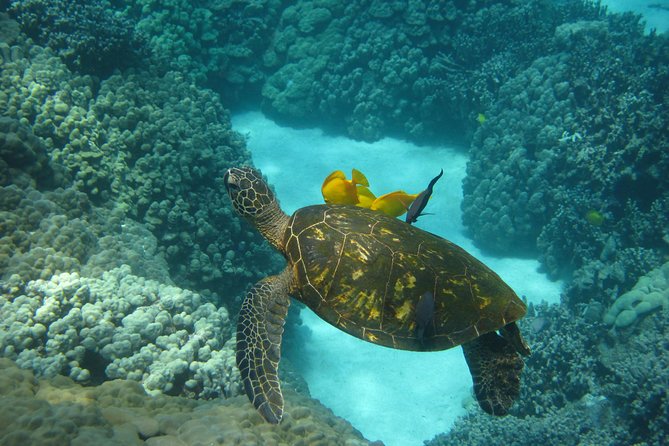 Snorkel Tour to Captain Cook Monument Kailua-Kona, Big Island - Customer Experience