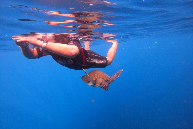 Snorkeling and Boat Tour in a Turtle Area - Customer Service and Staff Experiences
