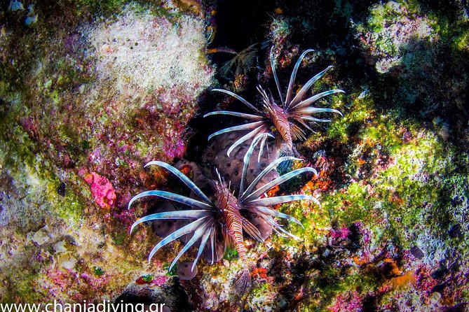 Snorkeling and Boat Tour in Crete - Pricing and Booking Information