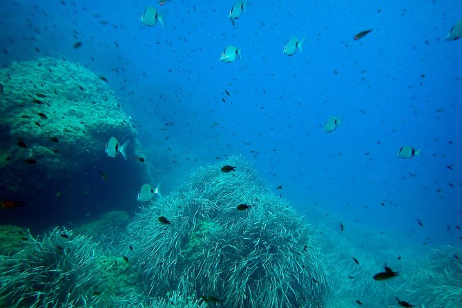 Snorkeling Excursion in Isla De Tabarca - Transportation Options