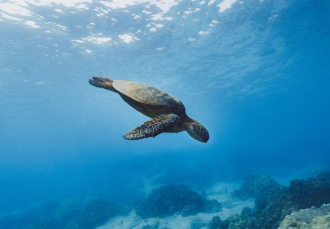 Snorkeling in Unawatuna - Last Words