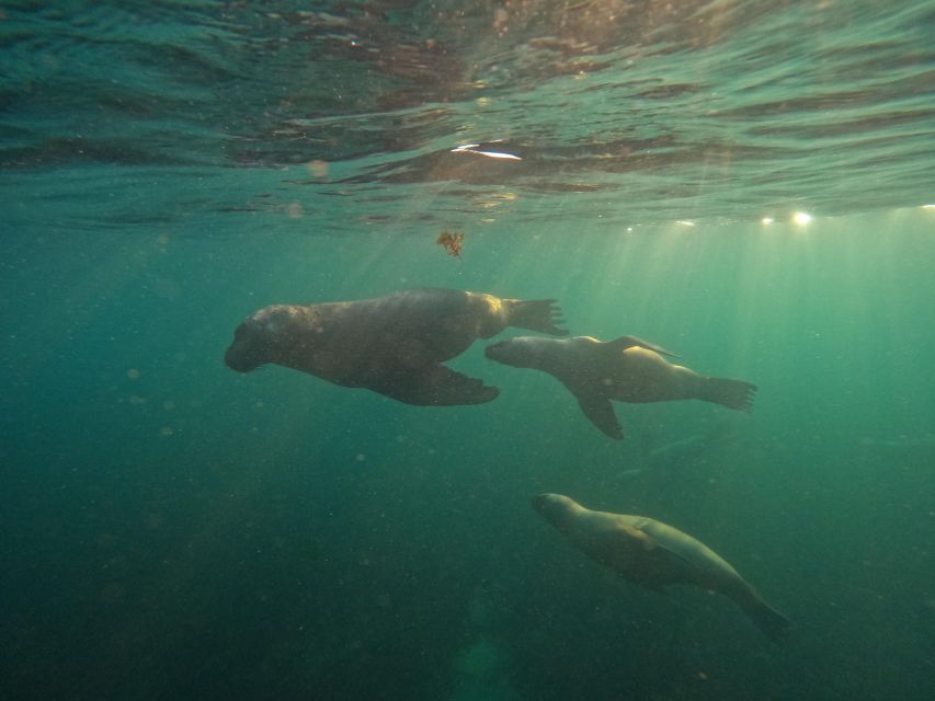 Snorkeling With Sea Lions - Safety Measures