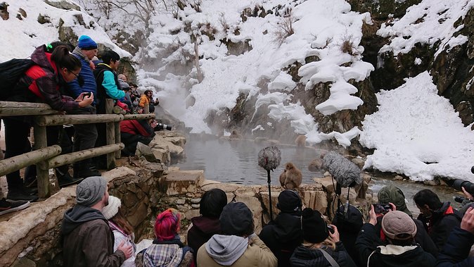 Snow Monkey, Shiga Kogen Roman Museum With Lunch Buffet - Snow Monkey Park Visit