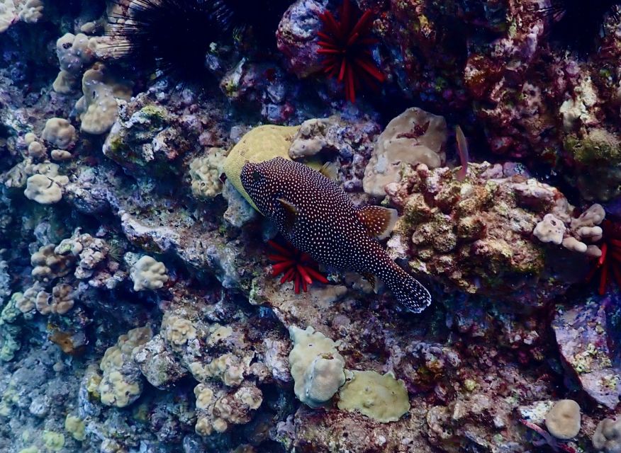 South Maui: Snorkeling Tour for Non-Swimmers in Wailea Beach - Location Details