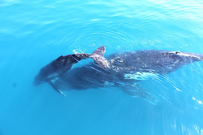 Spirit of Hervey Bay Whale Watching Cruise - Spirit of Hervey Bay Location