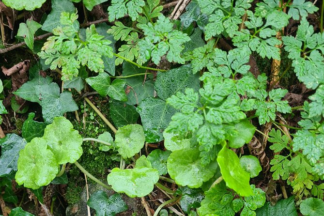 Spring Tonic Foraging Tour - Common questions