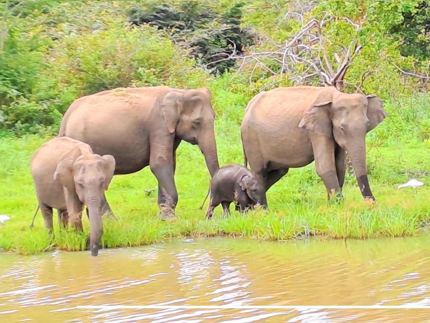 Sri Lanka 10 Days Tour Package - Best of Sri Lanka - Udawalawe Safari Experience