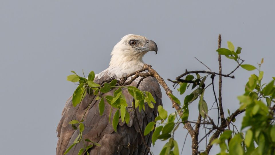 Sri Lanka: Private Yala National Park Safari Trip - Customer Experience Review