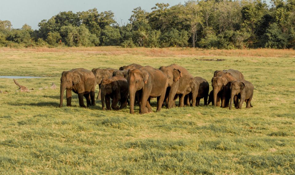 Sri Lanka: Yala National Park Private Safari - Reviews