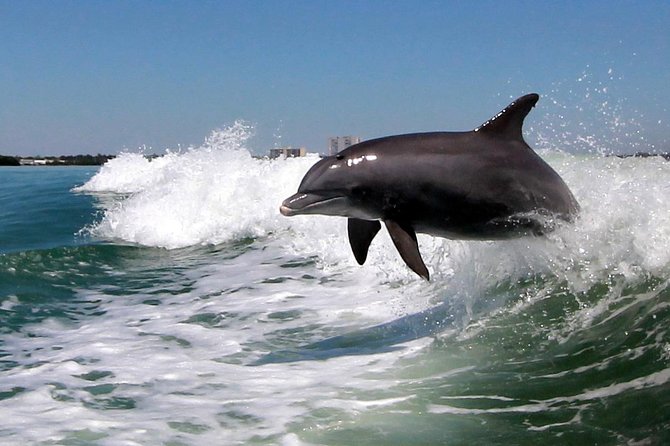 St. Pete Beach Dolphin Racer Speedboat Adventure - Common questions