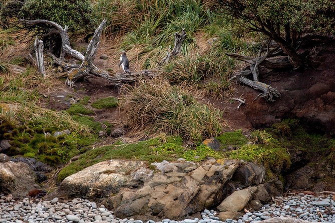 Stewart Island Wild Kiwi Encounter - Common questions