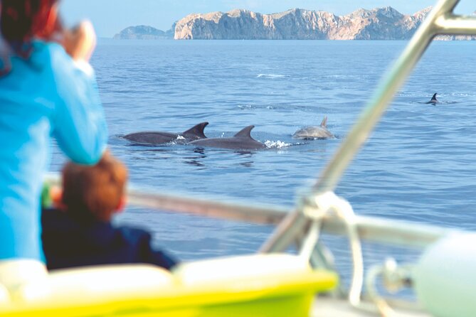 Sunrise Boat Trip in Mallorca With Dolphin-Watching - Common questions