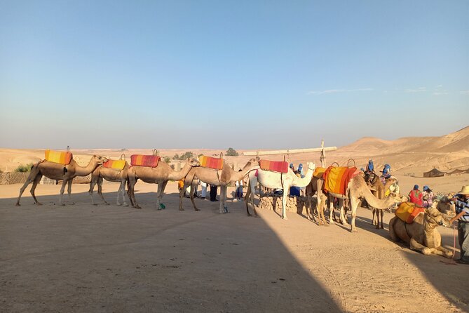 Sunset Camel Ride Agafay Desert Marrakech - Reviews Summary