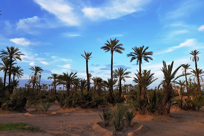 Sunset Camel Ride Tour in Marrakech Palm Grove - Highlights of the Tour