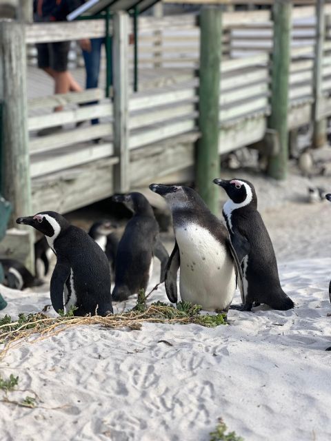 Swim With Penguins at Boulders Beach Penguin Colony - Interaction With African Penguins