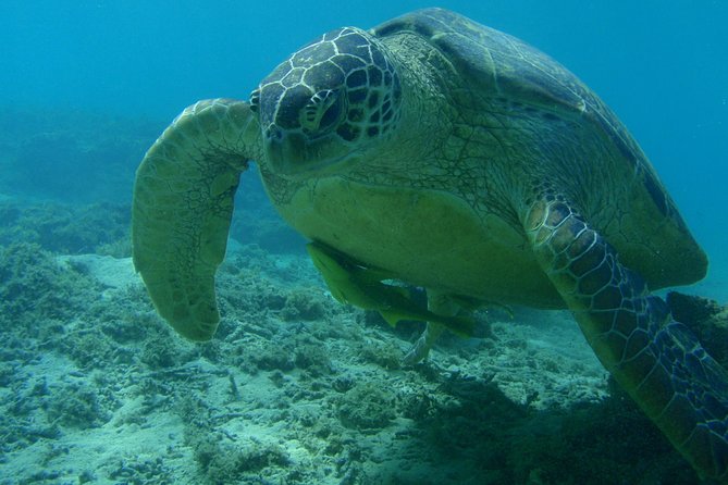 Swim With Sea Turtles at Kerama Islands - Customer Reviews and Ratings