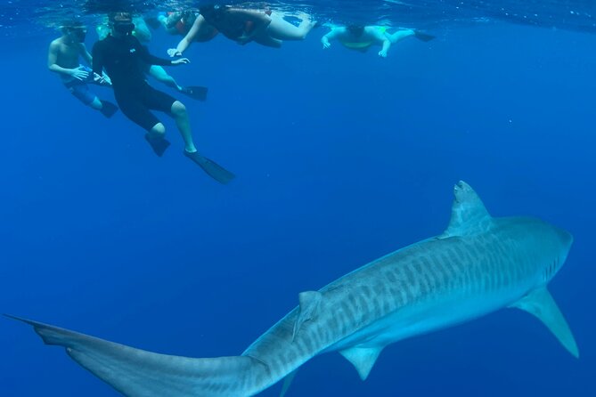 Swim With Sharks (Cage-Free) From Haleiwa, Oahu - The Wrap Up