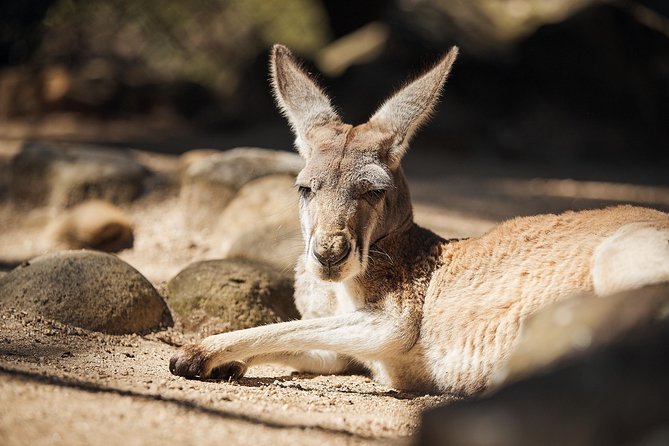 Sydney Taronga Zoos Aussie Backyard Adventure Tour - Last Words