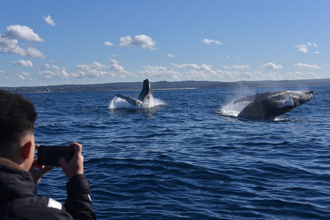 Sydney Whale-Watching by Speed Boat - Booking Process Overview