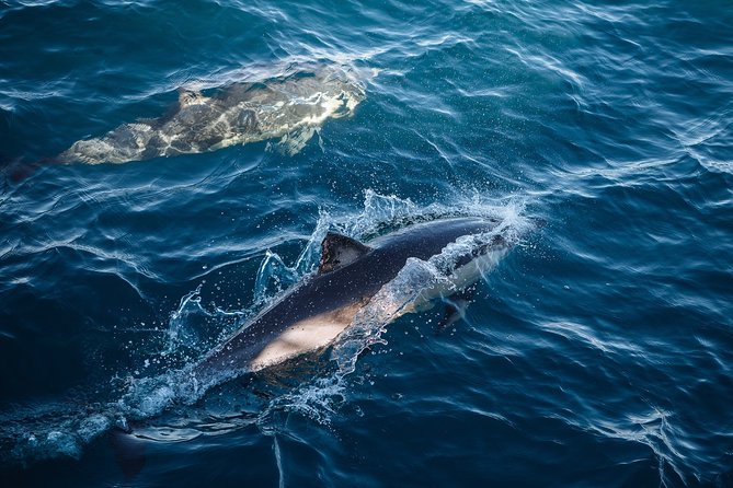 Sydney Whale-Watching Cruise - Common questions