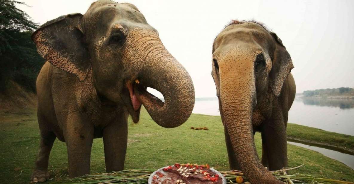 Taj Mahal Sunrise Tour With Elephant or Bear Rescued Centre - Customer Reviews and Testimonials