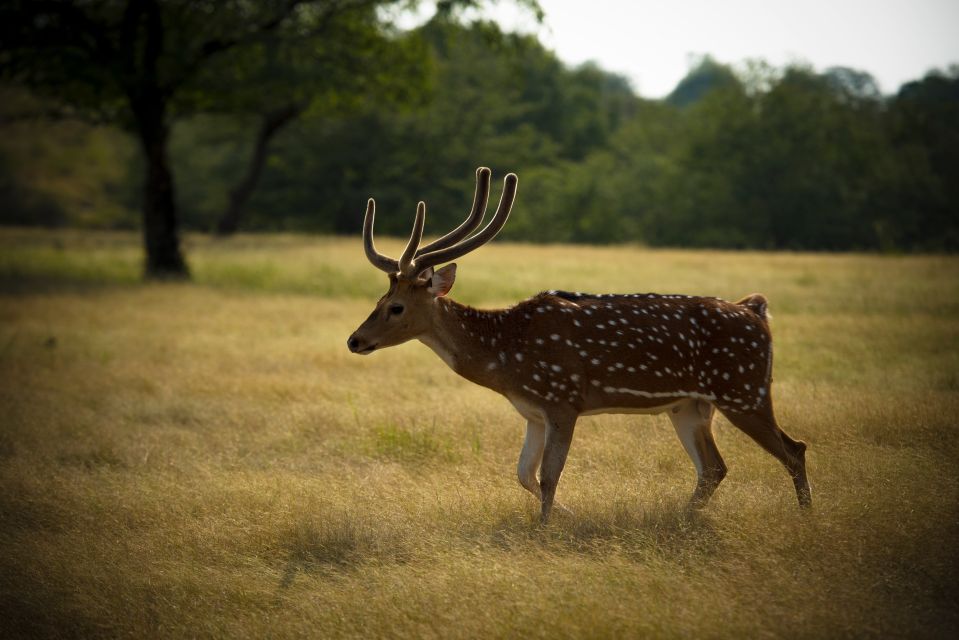 Taj Mahal Tour Tiger Safari - Transportation Details