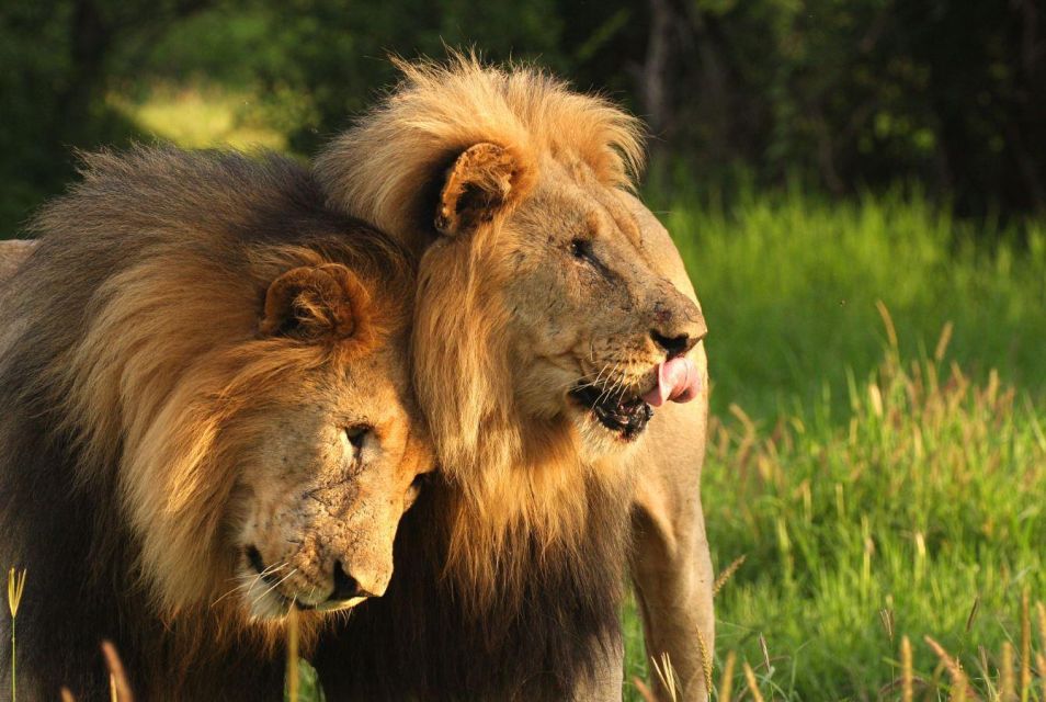 Tala Game Reserve & Natal Lion Park 1/2 Day Tour From Durban - Overall Tour Impression