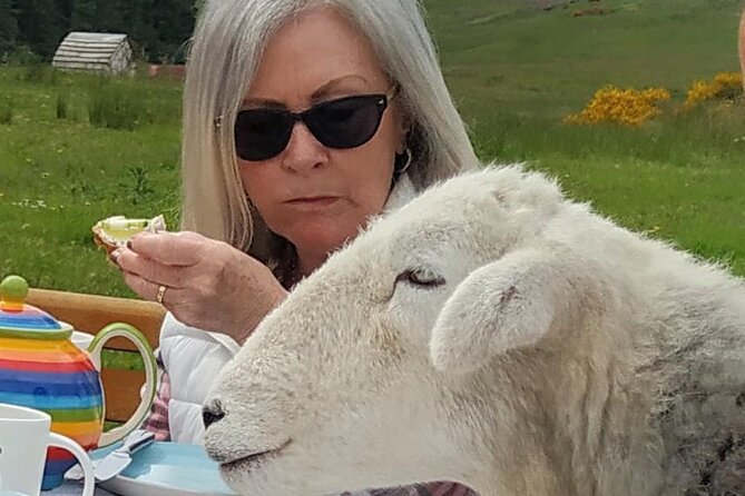 Tea With Naughty Sheep - Weather Contingency Plan