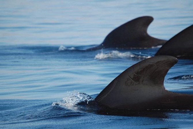 Tenerife Private Half-Day Sailing and Dolphin-Watching Tour - What To Expect and Dietary Options