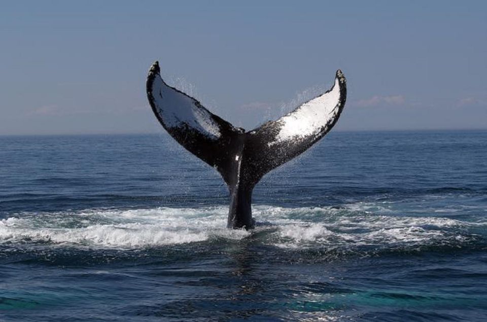 Terceira Island Whale Watching and Jeep Tour - Booking Information