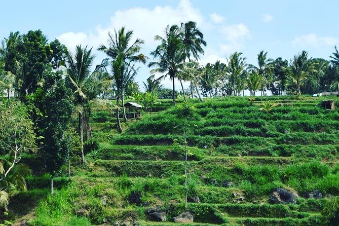 Tetebatu Walking Tour - Rice Terraces, Waterfall & Monkey Forest - Local Engagement