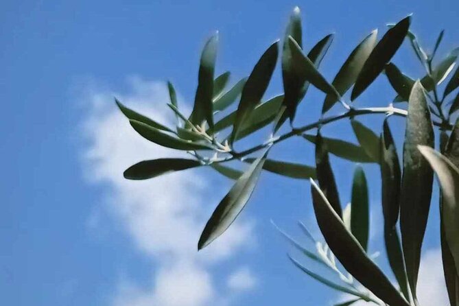 The Olive Oil Experience @ Lefkada Micro Farm - Cancellation Policy