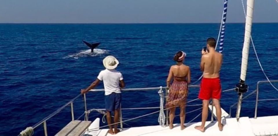 Three-Day Weligama Whale Watching Expedition - Water Activities