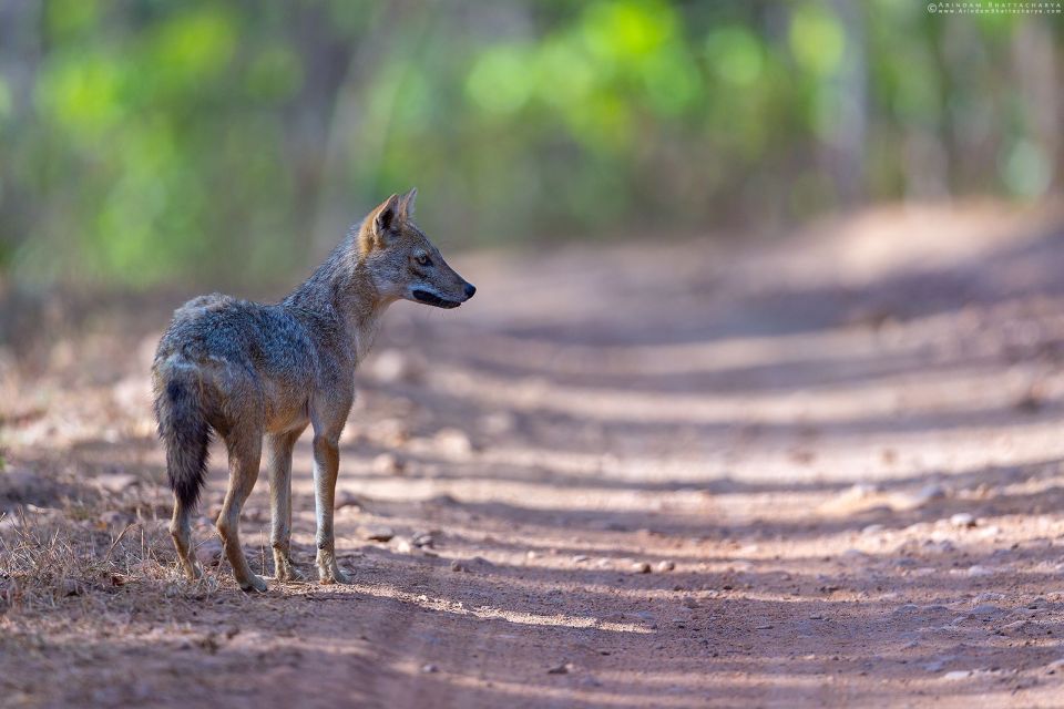 Three Days Jim Corbett National Park Tour - Day 3 Itinerary