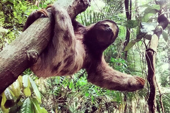 Tijuca National Park Tour: Small-Group Tour From Rio  - Rio De Janeiro - Top Mountain Views and Highlights