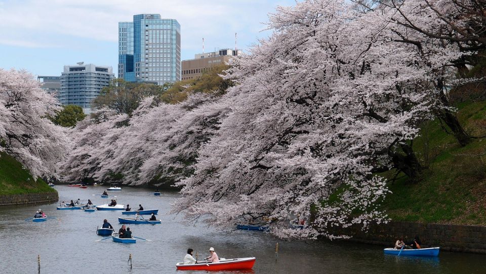 Tokyo: Private Cherry Blossom Experience - Accessibility and Tour Information