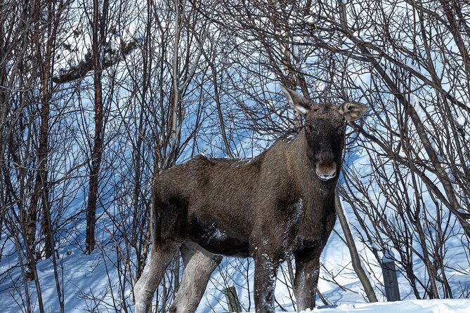 Tour of the Authentic Fjords of Kvaløya to Sommarøy - Memorable Landscapes and Photography