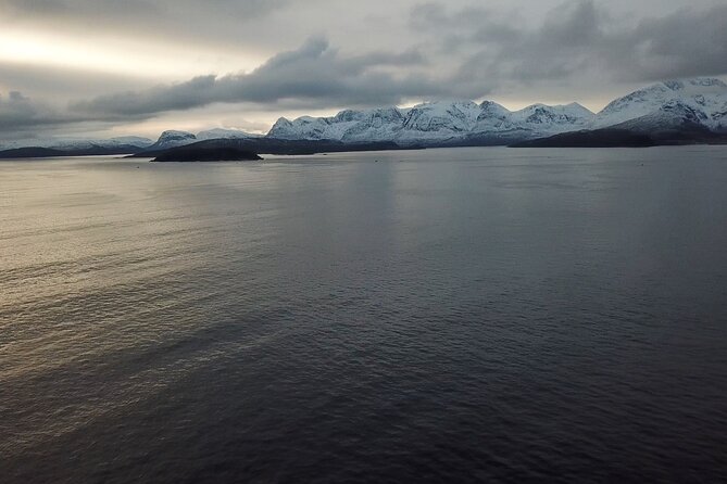 Tromso Full-Day Whale and Seabird Boat Tour to Skervoy - Customer Feedback Summary