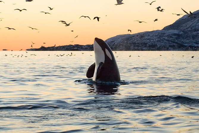 Tromso Oceanic Ballet: Orca Odyssey & Majestic Marine Ensemble - Booking and Cancellation Policies
