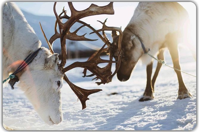 Tromsø Reindeer & Sami Culture Experience (Mar ) - Booking Details