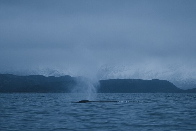 Tromsø: Skjervøy RIB Whale Watching Tour With Drinks & Snack - Additional Considerations